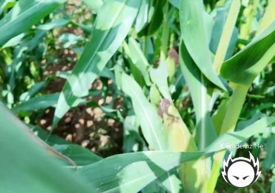 GoodGirlAndDad - Rea Takes Me To A Cornfield To Fuck Her (2026/PornhubPremium.com/OnlyFans.com/FullHD)